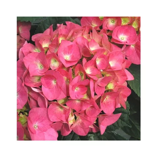 Une idée pour le jardin:Hydrangea Macrophylla Little en pot