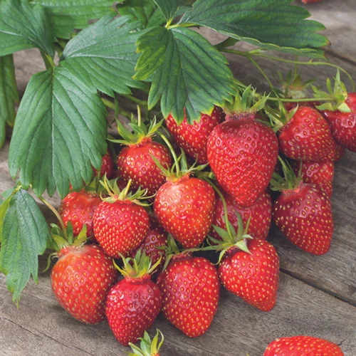 Choix nature：Fraisier 'Gariguette' Bio. La motte de 7x7 cm
