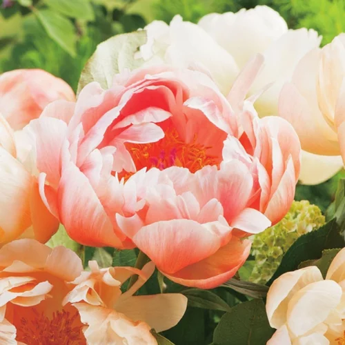 Jardin à aménager:Pivoine Coral Sunset - Le pot de 2 litres