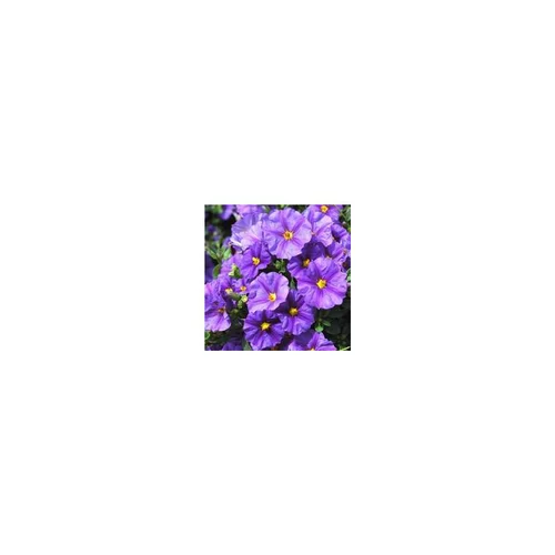 Espace vert utile:Solanum Rantonnetii bleu forme tige. Le pot de 10 litres