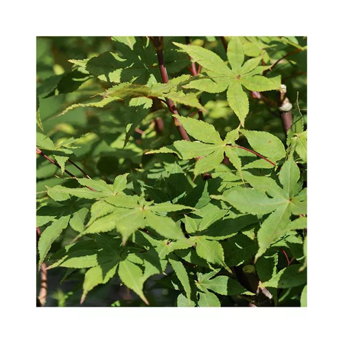 Facile à intégrer au jardin：Erable du Japon (ACER PALAMATUM OZAKAZUKI ) Le pot de 30 litres