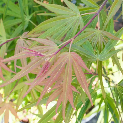 Espace vert confort:Erable du Japon (Acer Palmatum) Scolopendrifolium. Le pot de 80 litres