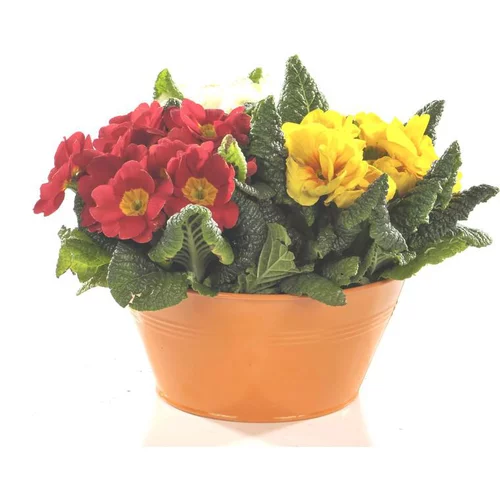 Essentiel pratique:Primevère des jardins - Coupe flocon rouge