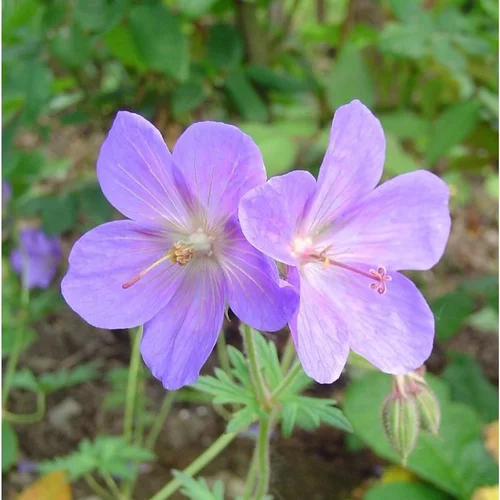 Jardin déco：Geranium Vivace - Le pot de 10,5 cm