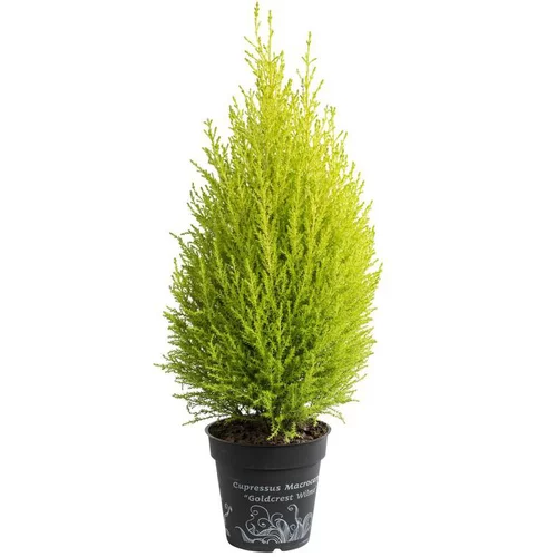 Un plus pour vos extérieurs：Cupressus Gold Crest - Le pot de 3 litres