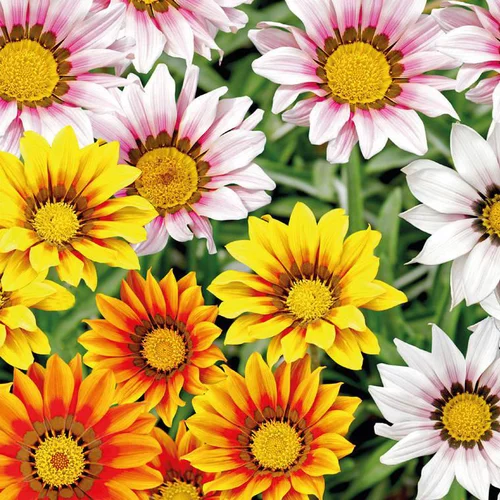 Un atout au quotidien:Gazanie ou Gazania à fleurs multicolores - Le pot Ø 13 cm