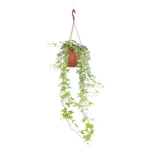 Une idée pour votre jardin：Hedera Kloster suspension Ø19xH100 cm
