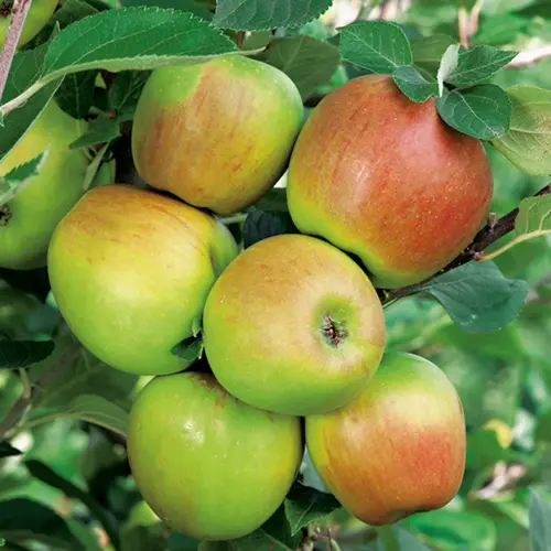 Pour tous vos besoins jardin:Pommier Rambour D'Hiver. Le pot de 15 litres forme 1/2 tige