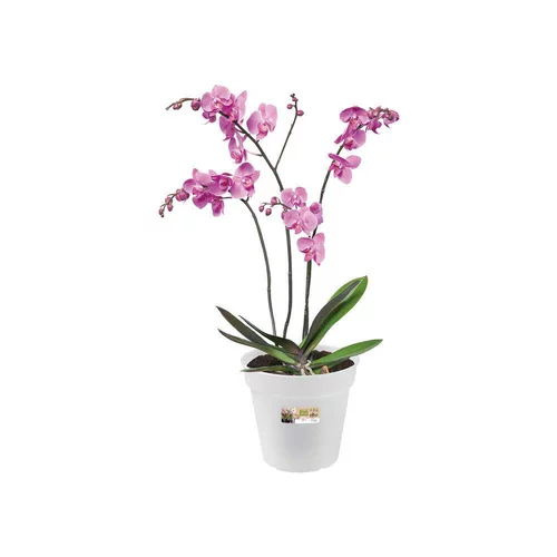 Jardin déco：Pot provence orchidees