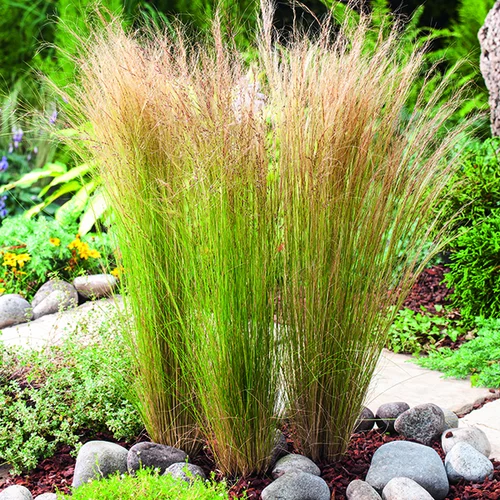 Solution jardin：Stipa Tenuissima vert botanic®. Le pot de 3,5 litres