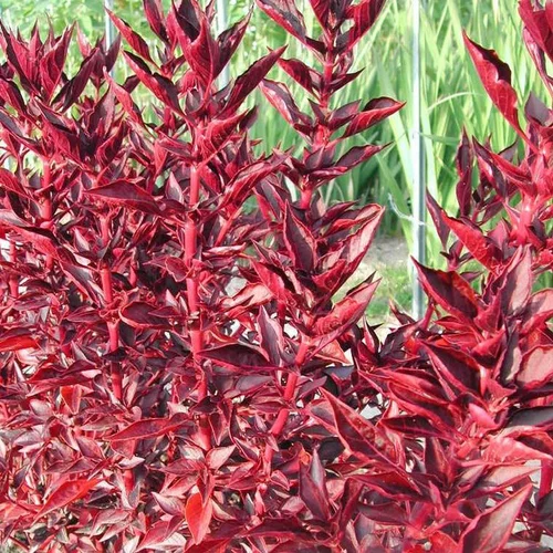 À découvrir pour le jardin：Iresine Herbstii - Le pot de 10,5 cm