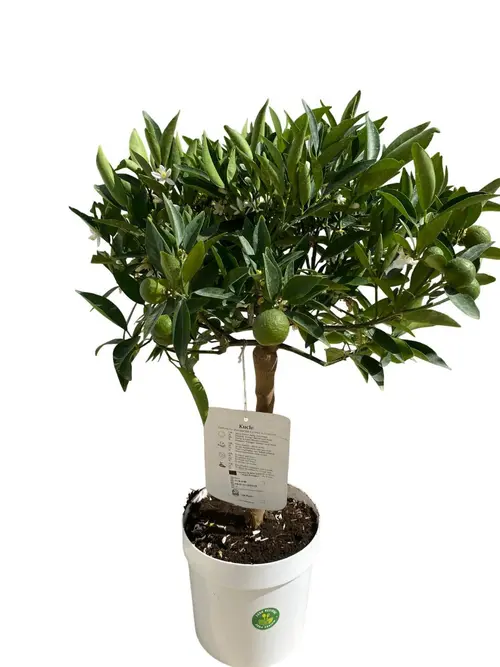 Jardin déco:Kumquatine Kucle 1/4 tige coloris orange - 5 L