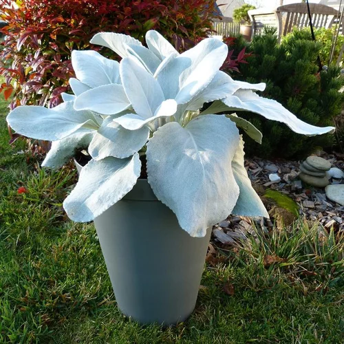 Pour compléter votre espace extérieur:Senecio Angel Wings en pot de 4 L