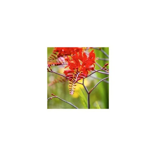 Pour enrichir votre univers jardin:Crocosmia - Le pot de 3 litres