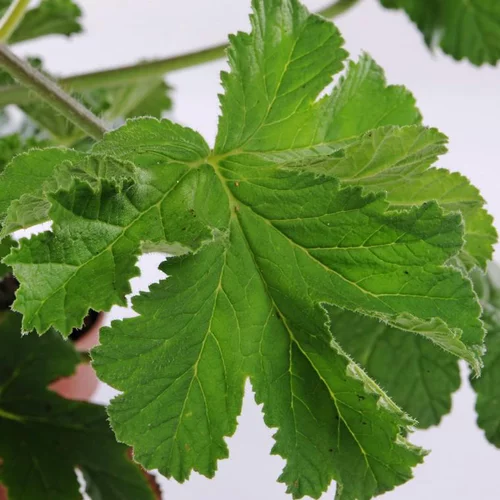 Jardin équipement:Geranium Odorant. En pot de 5 litres