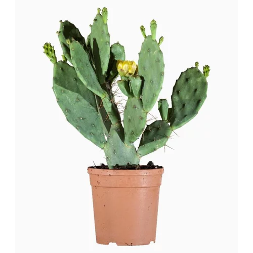 Jardin chez vous:Opuntia Vulgaris (figuier de Barbarie) en pot de 2.8 L vert