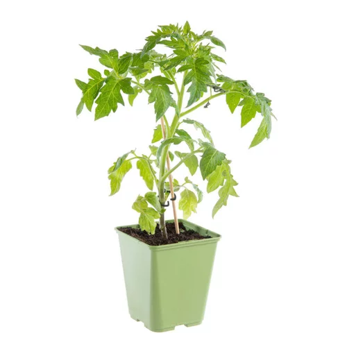 Choix pour le jardin：Plant Greffé De Tomate Coeur Cuor Die Bue Bio. Le pot de 9x9 cm