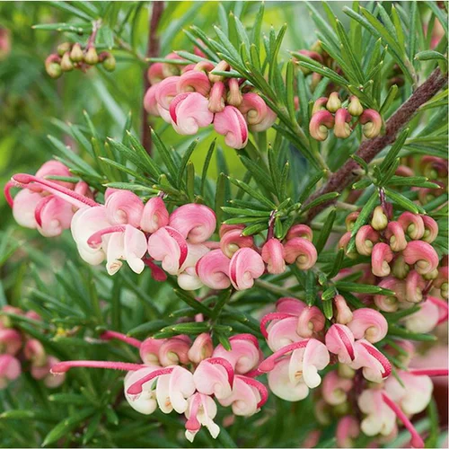Malin jardin:Grevillier Rosmarinifolia Jenkinsii rose en pot de 3 litres