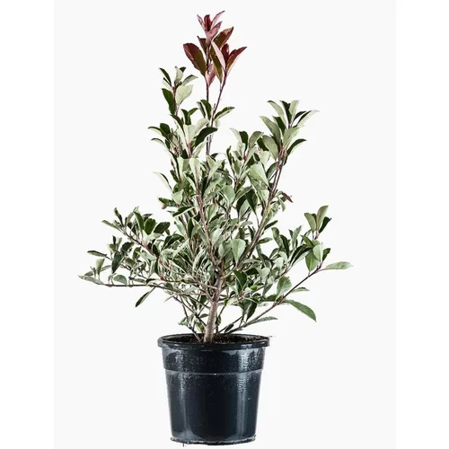 Déco pour le jardin：Photinia Fraseri Pink Marble® en pot de 6 L rose