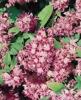 Style au jardin:Deutzia Perle Rose – Pot de 5L