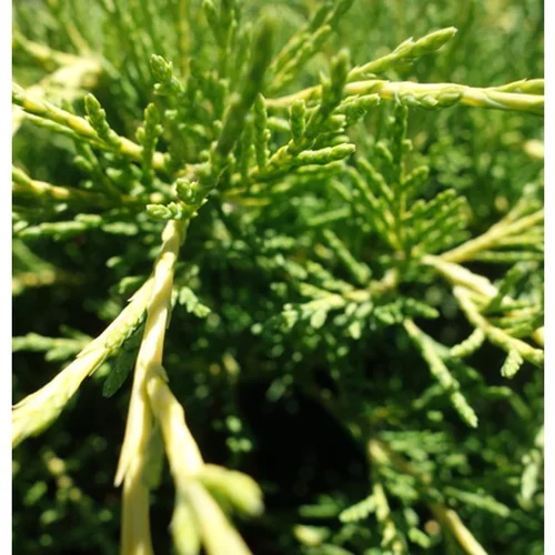 Nature maison:Genévrier Juniperus Media Old Gold 60/80. Le pot de 5 litres