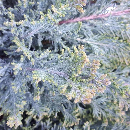 Pour compléter vos extérieurs:Chamaecyparis Lawsoniana Elwoodii (Faux cyprès de Lawson) extra en pot de 15 L bleu