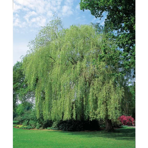 Maison et jardin:Saule Pleureur - pot 15 L