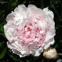 Qualité extérieur:Paeonia Nippon Beauty - Le pot de 2 litres