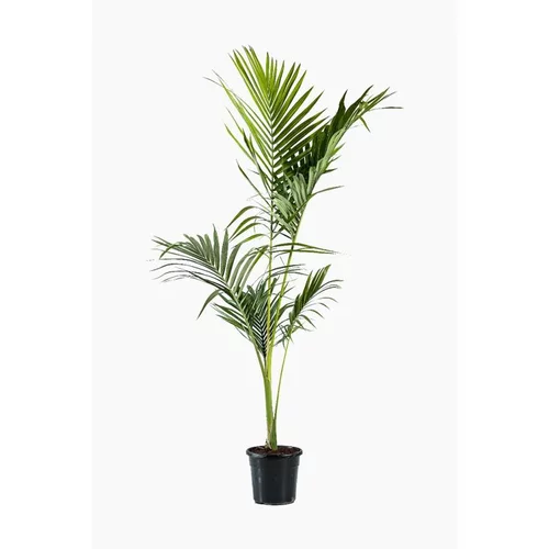 Malin pour le jardin：Archontophoenix Alexandrae (palmier Alexandra) en pot de 15 L vert
