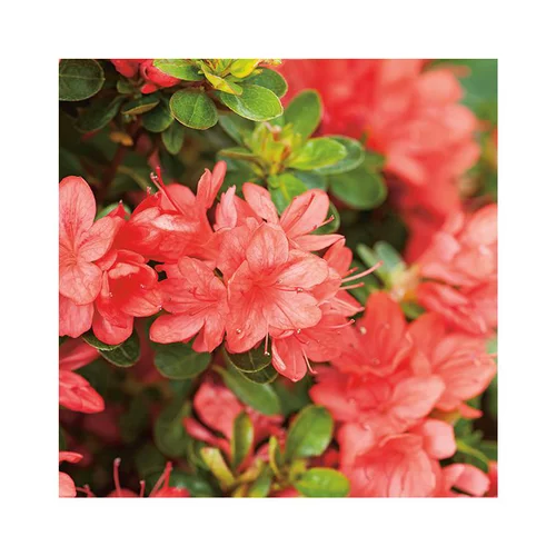Jardin à adopter:Azalée japonaise Sakata red coloris rouge. Le pot de 5 litres.