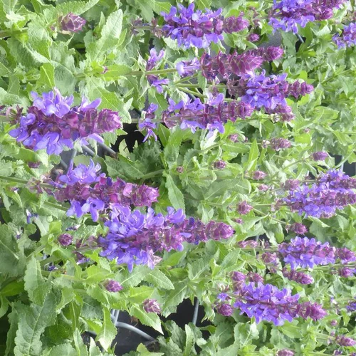 Essentiel extérieur：Sauge Nemerosa Sensation Cpt violet - Le pot de 12 cm