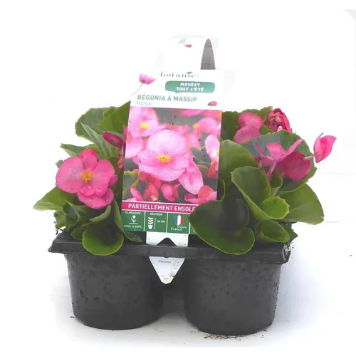 Déco extérieur:Bégonia à massifs rose - Le pack de 6 plants