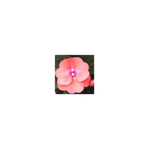 Accessoire au jardin：Impatiens - La suspension diam 27 cm