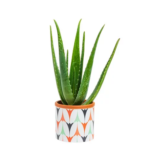 Pour tous les jardins:Aloe vera bio en pot céramique Ø 12 cm