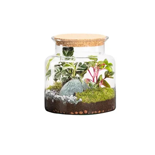 Jardin fonctionnel:Terrarium autonome botanic® Jungle Classic - Taille S Ø 23 cm H 20 cm