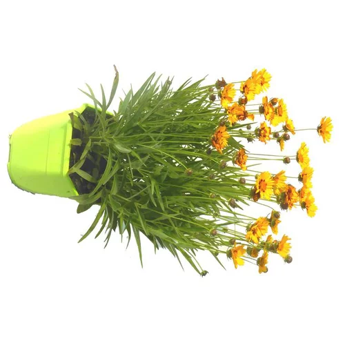 Pour organiser le jardin：Coréopsis vivace - Le pot de 5 litres