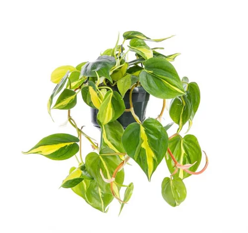 Pour mieux équiper votre jardin:Plante philodendron Brasil TM - Ø 17 cm