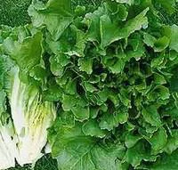 Utile dehors：Chicoree Frisee. La barquette de 12 plants