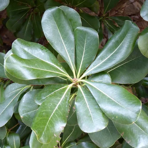 Idée utile：Pittosporum Tobira Nana - Le pot de 2,5 litres