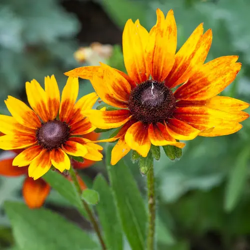 Moderne jardin：Coréopsis UPTICK GOLD & BRONZE - Le pot de 2 litres