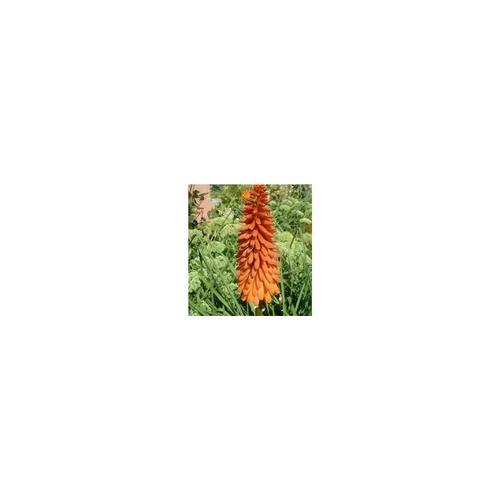 Pour vos aménagements extérieurs:Kniphofia - Le pot de 2,5 litres