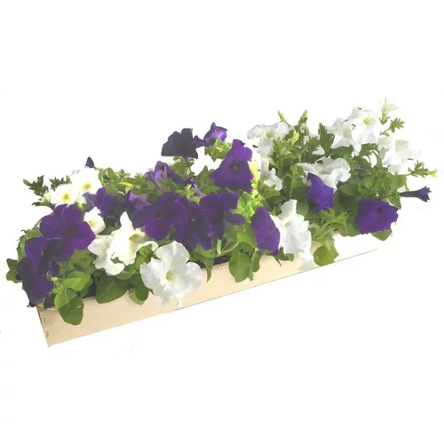 Pour équiper le jardin:Pétunia à massifs - La cagette de 14 plants