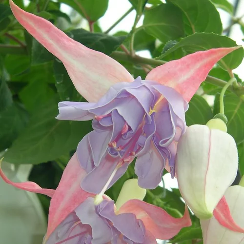 Jardin au naturel：Fuchsia - Le pot de 27 cm