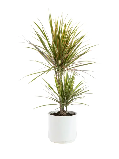 Extérieur confort：Dracaena marginata bicolore 2 pieds botanic®. Le pot de Ø 21 cm
