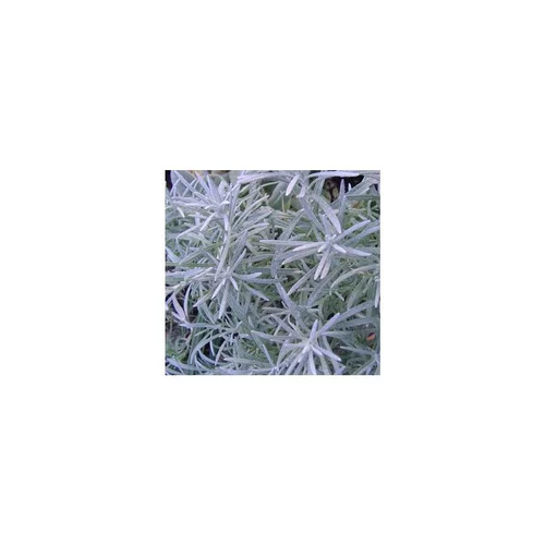 Facile pour le jardin：Helicrysum Italicum - Le pot de 10 litres