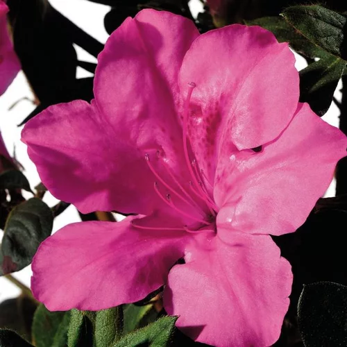 Maison & extérieur：Azalée (Azalea) Encore rose. Le pot de 8 litres