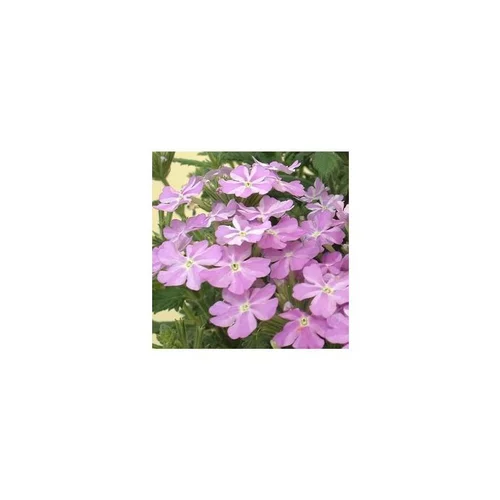 Jardin déco:Verveine retombante - Le pot de 10.5 cm