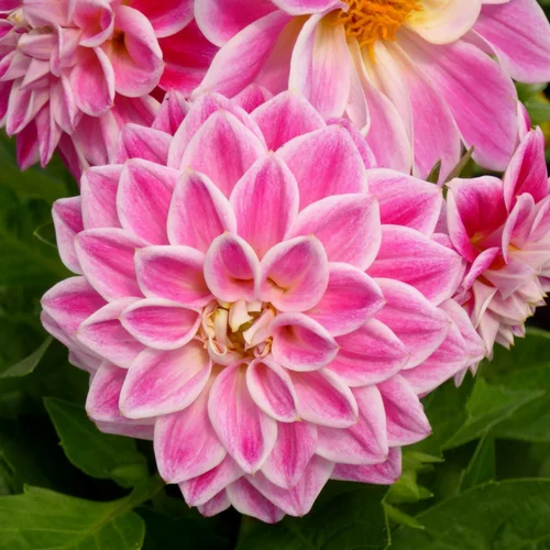 Pour vos extérieurs：Dahlia Gallery à fleurs multicolores. Le pot de 16cm