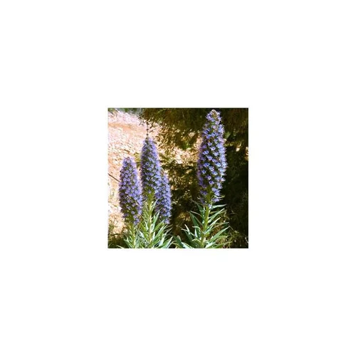 Sélection utile:Echium Candicans - Le pot de 3 litres