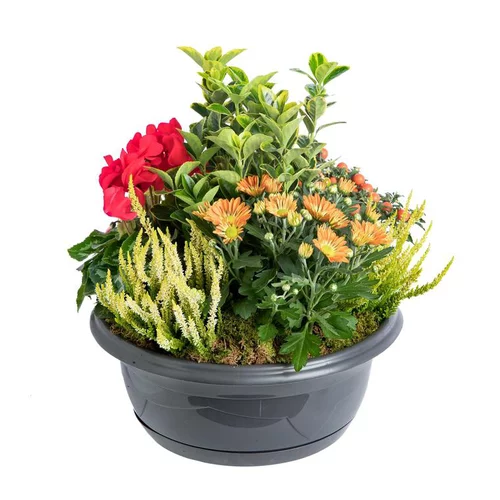 Essentiel au jardin:Composition d'exterieur mélange orange rouge - La coupe de 30 cm